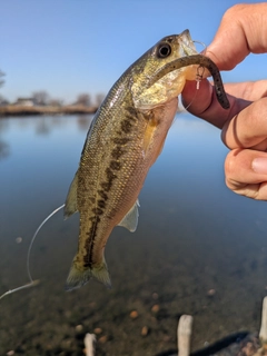 ラージマウスバスの釣果