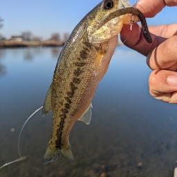 ラージマウスバス