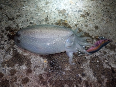 シリヤケイカの釣果