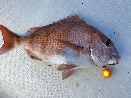 マダイの釣果