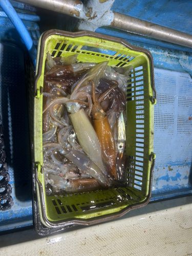 スルメイカの釣果