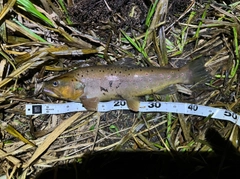 ブラウントラウトの釣果