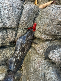 スルメイカの釣果