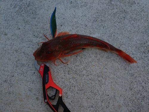 ホウボウの釣果