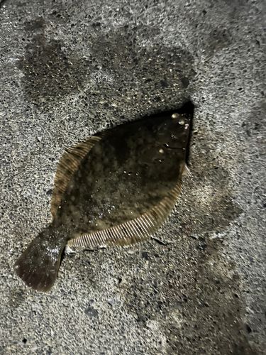 マコガレイの釣果