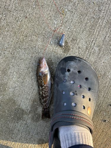 アイナメの釣果