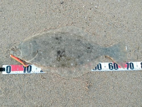 ヒラメの釣果