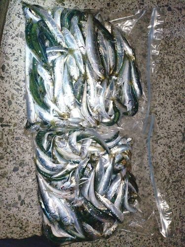 カタクチイワシの釣果