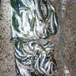 カタクチイワシ