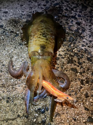 アオリイカの釣果