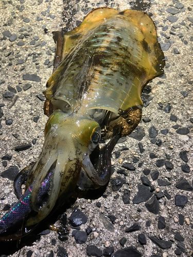 アオリイカの釣果