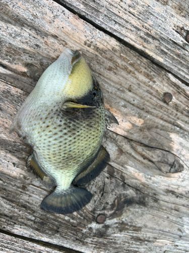 ゴマモンガラの釣果