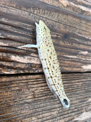 トラギスの釣果