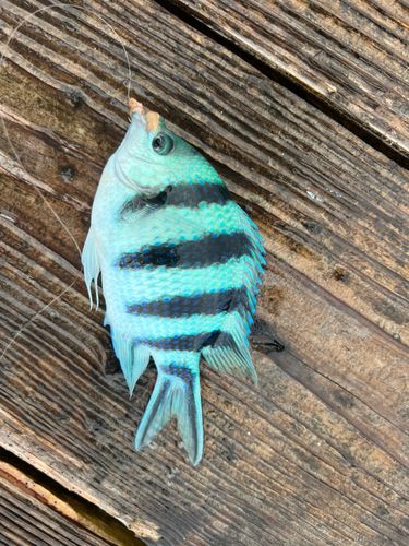 オヤビッチャの釣果