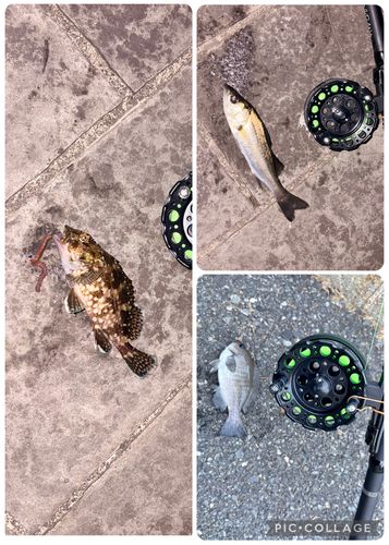 セイゴ（マルスズキ）の釣果