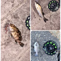 セイゴ（マルスズキ）