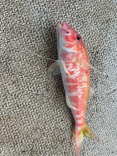 ホウライヒメジの釣果