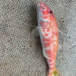 ホウライヒメジ