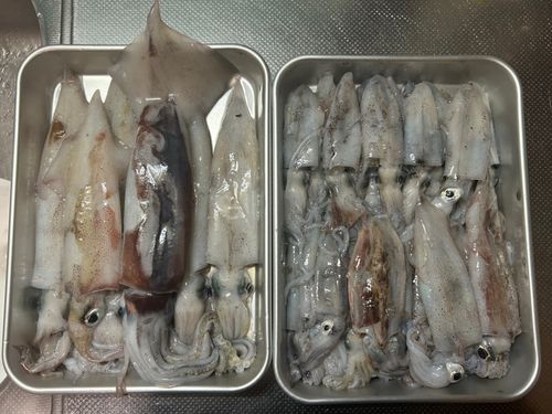 三陸海岸（岩手）