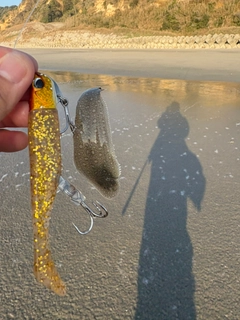 シタビラメの釣果