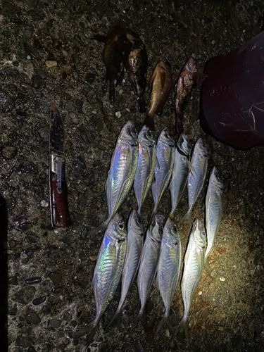 アジの釣果