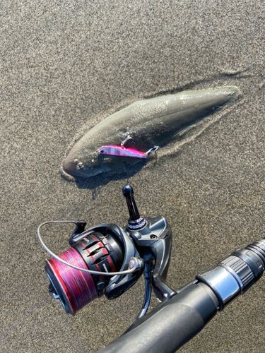 シタビラメの釣果