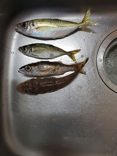 マアジの釣果