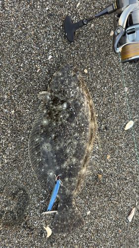 ヒラメの釣果