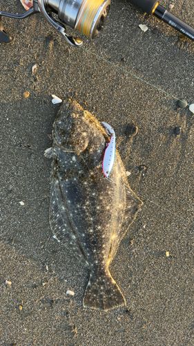 ヒラメの釣果