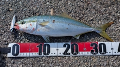 コゾクラの釣果