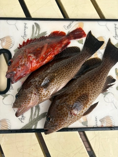 オオモンハタの釣果