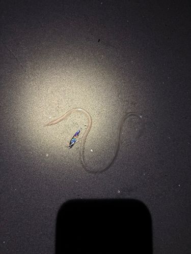 ダイナンウミヘビの釣果