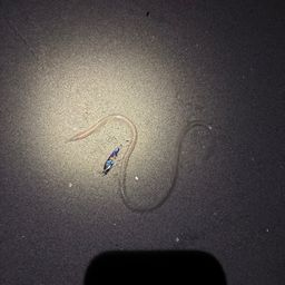 ダイナンウミヘビ