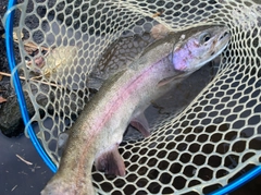 ニジマスの釣果