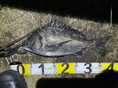 クロダイの釣果