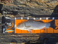 ヒラスズキの釣果