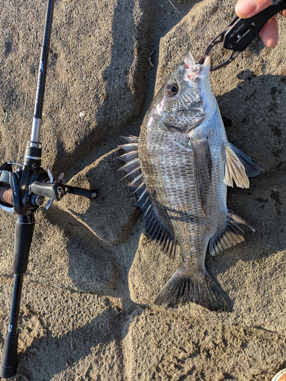 DAIWA 22シルバーウルフ AIR 76MLB-Sの最安値・インプレ・釣果 | 本音