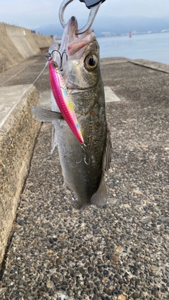 セイゴ（マルスズキ）の釣果