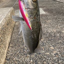 セイゴ（マルスズキ）