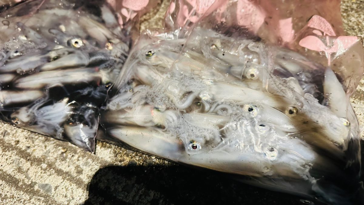 TARGET Chibaさんの釣果 3枚目の画像