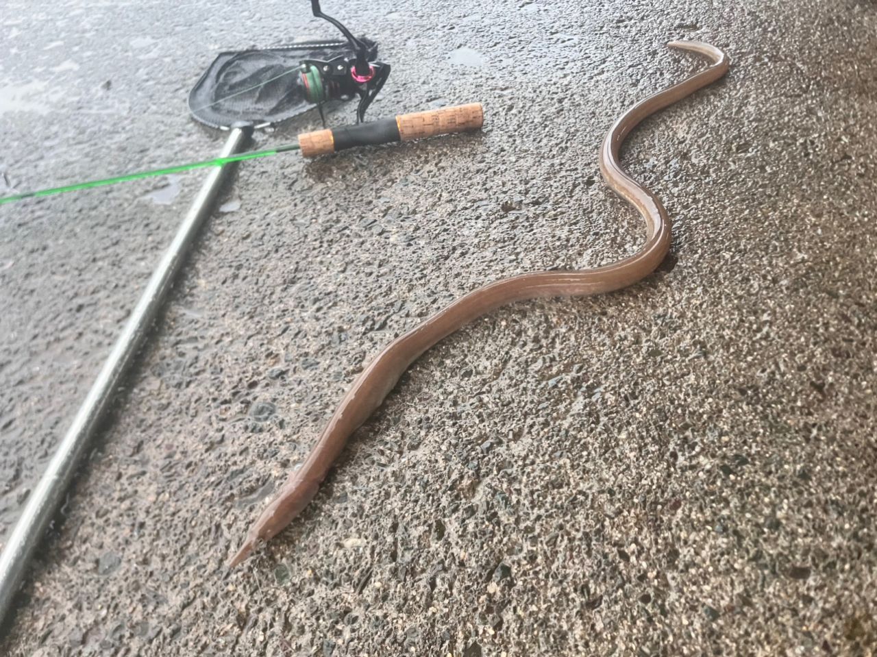 ダイナンウミヘビ