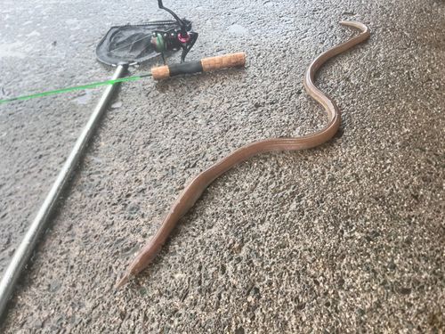 ダイナンウミヘビの釣果