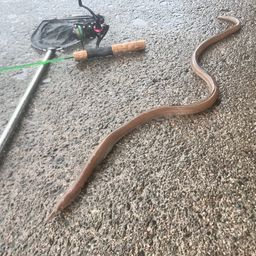 ダイナンウミヘビ