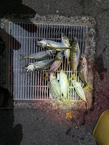 アジの釣果