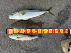 ヒラメの釣果