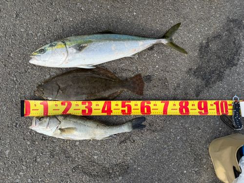 ヒラメの釣果