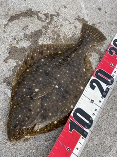 イシガレイの釣果