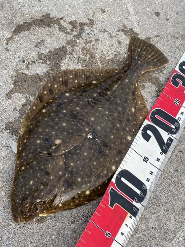 イシガレイの釣果