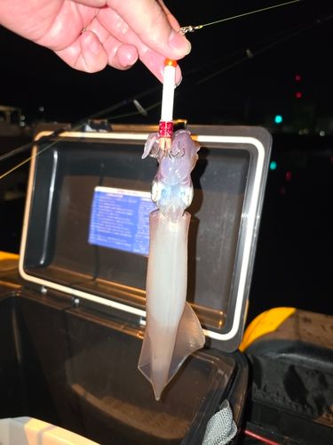 ヤリイカの釣果