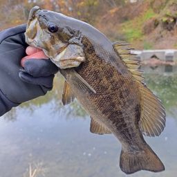 ブラックバスの釣果・釣り情報まとめ【2025年最新】 - アングラーズ